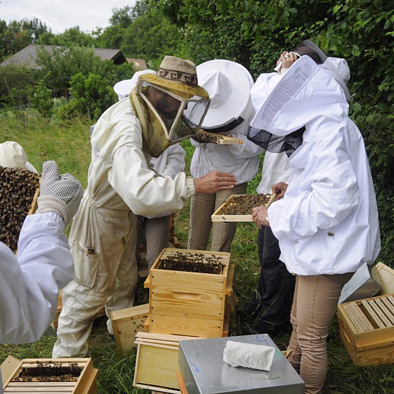 cours d'initiation à l'apiculture bio en Savoie