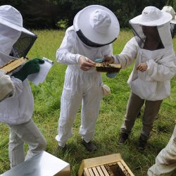cours d'initiation à l'apiculture bio en Savoie