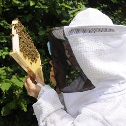 cours d'initiation à l'apiculture bio en Savoie
