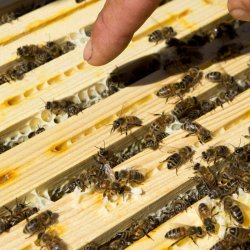 cours d'initiation à l'apiculture bio en Savoie