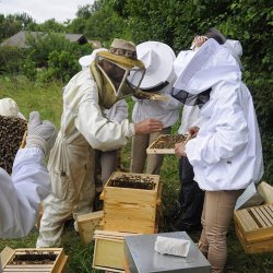 Cours d'initiation à l'apiculture en Bio