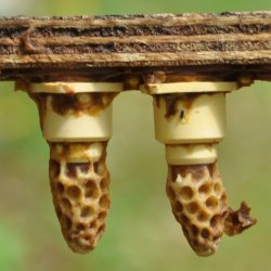 Cours d'élevage en apiculture