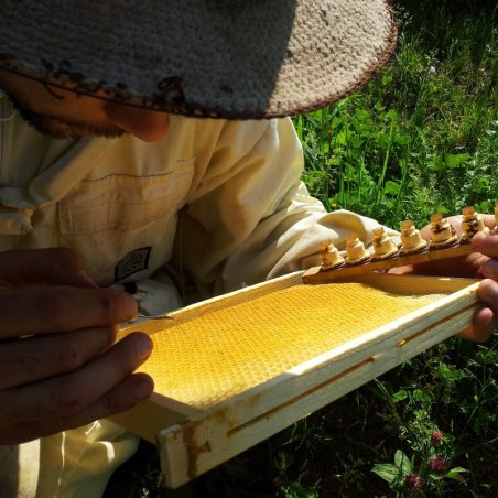 Cours d'élevage en apiculture