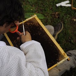 Cours d'élevage en apiculture